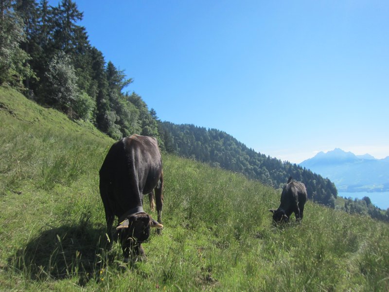 I really love Swiss cows.