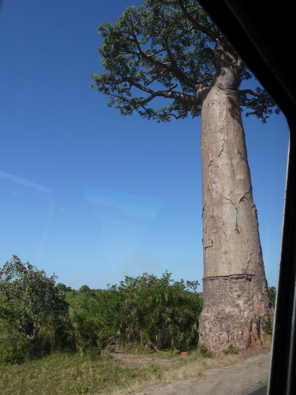 First Baobab Sighting