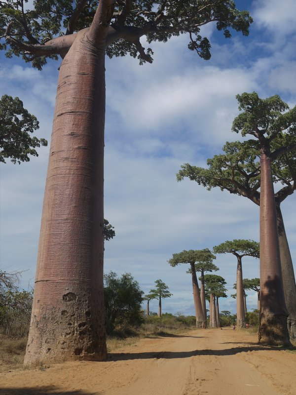 Baobabs Up Close