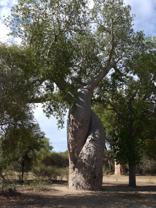 Baobabs in Love