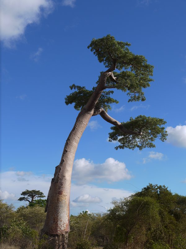 Curving Baobab