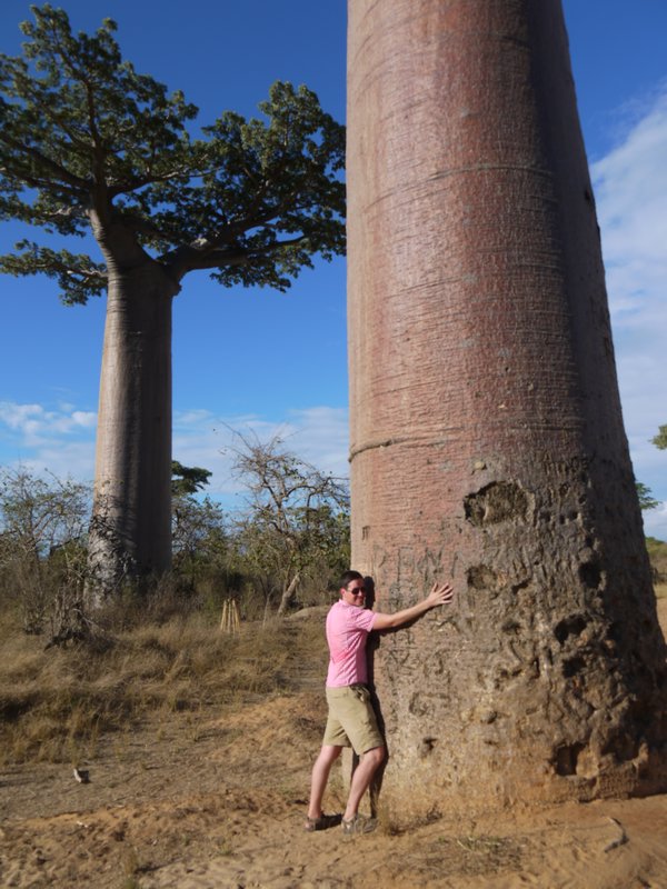 I love me some baobabs!