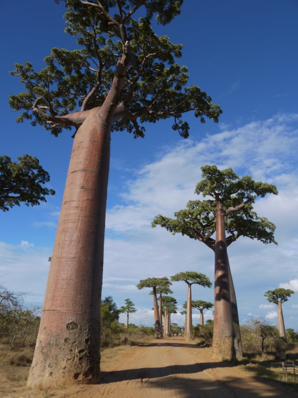 More Baobabs