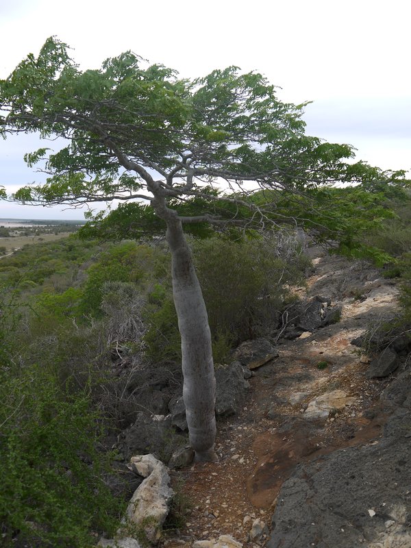 Lonely Baobab