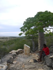 Small Baobab