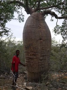 One of the oldest baobabs