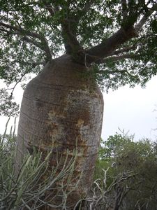 Another Old Baobab