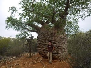 Grandmother Baobab