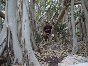 Lost in the Banyan