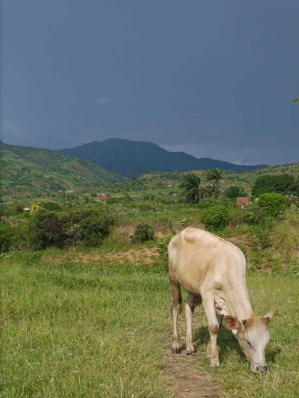 Cow and Hills