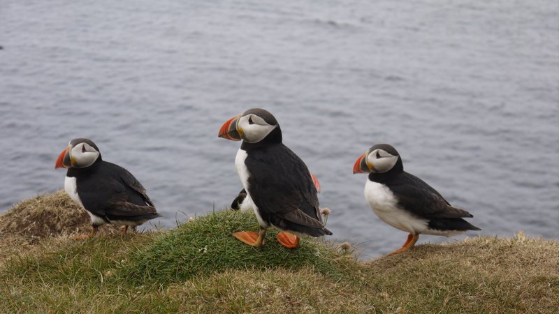 More Puffins!