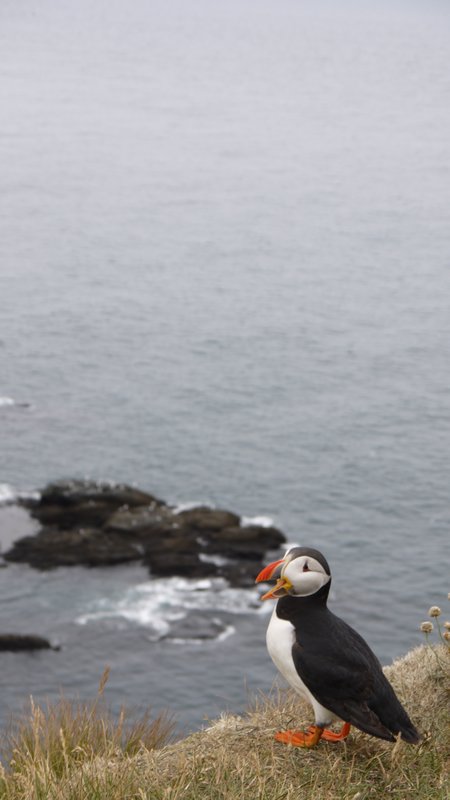 And ANOTHER Puffin