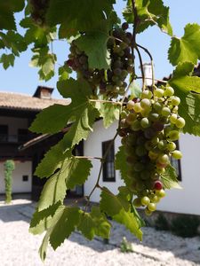 Grapes and House