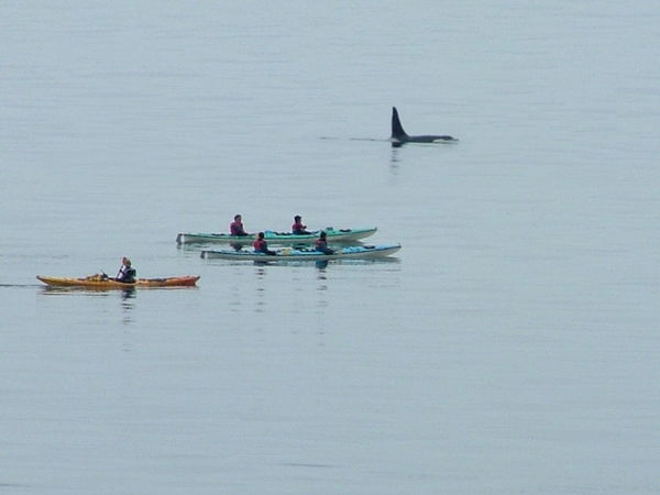 Kayaking with the Orcas