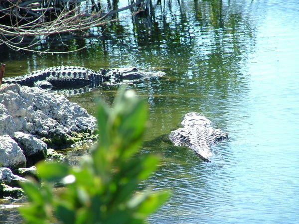 Gators in the glades
