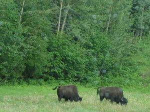  Bison on the roadside