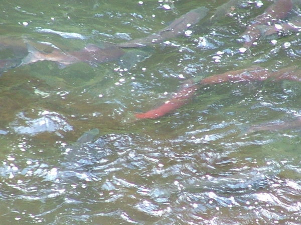The Salmon at the bottom of the Falls