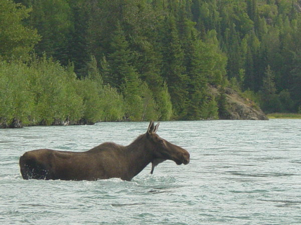 The Gigantic Moose
