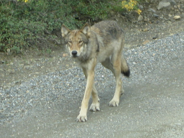  A grey wolf