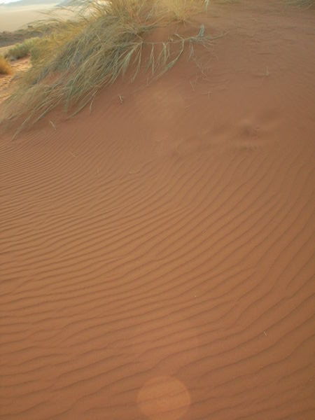 Ripples in the sand dunes