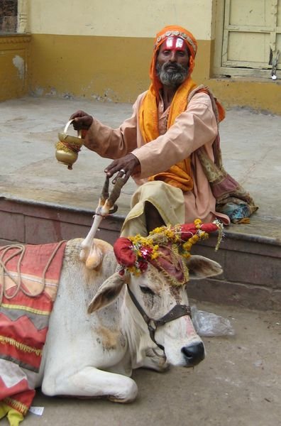 Brahmin priest with holy cow