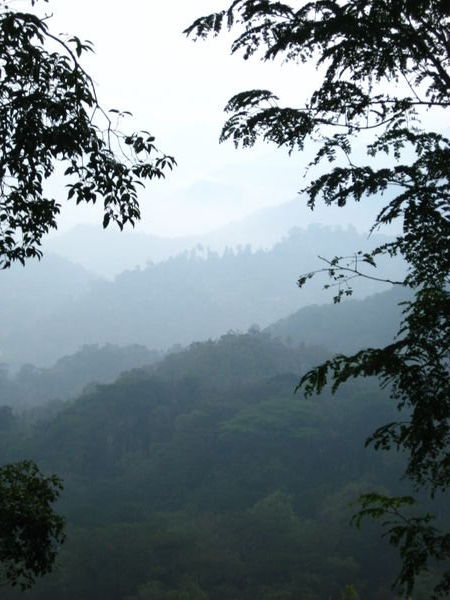 Hills in Munnar