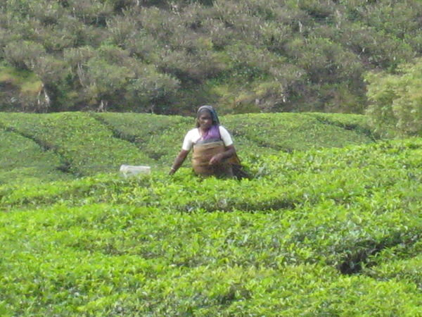 A tea picker