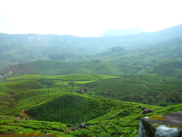 Tea plantations as far as the eye can see