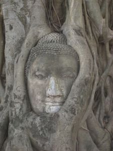 Buddha head in a tree