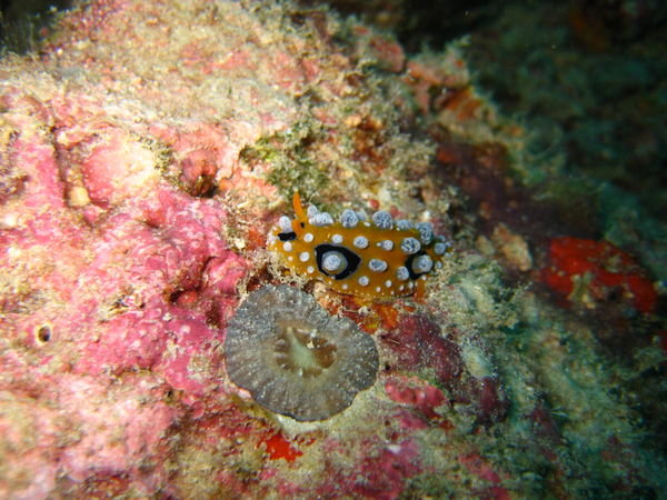 another nudibranch