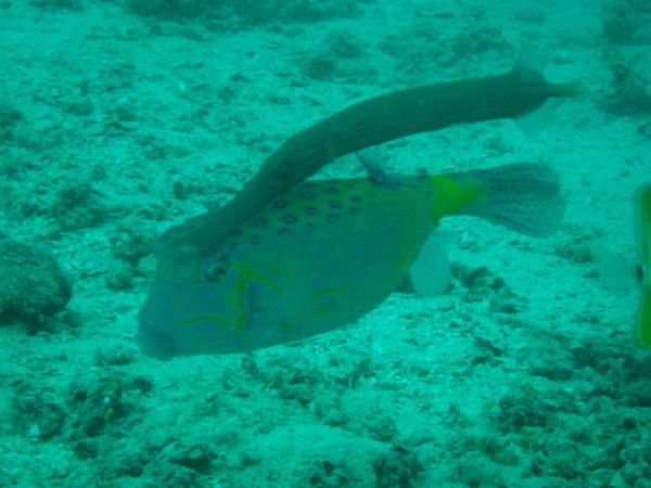 trumpet fish following a boxer fish