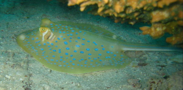 blue-spotted string ray