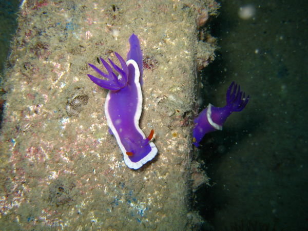 more nudibranch