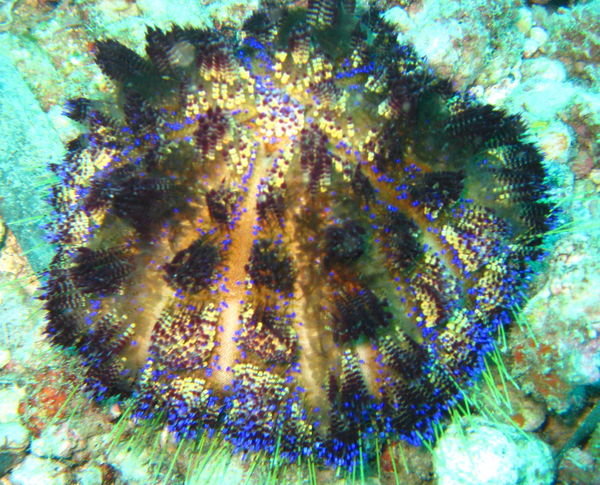 colourful sea urchin