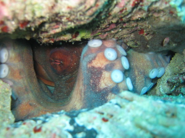 Sleeping octopus wedged between rocks