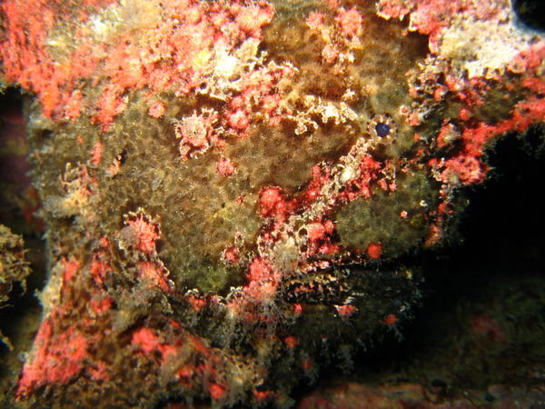 Camouflaged frogfish
