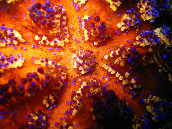a closer look at the sea urchin