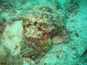 Cuttlefish disguised as sea floor