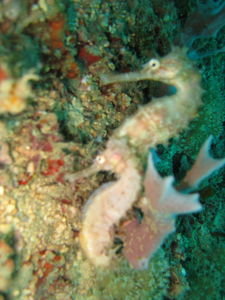 out of focus sea horses