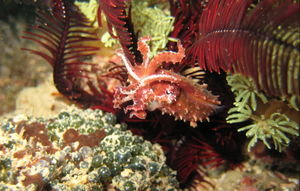 a different cuttlefish