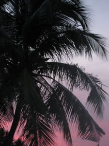 sunset behind palm tree