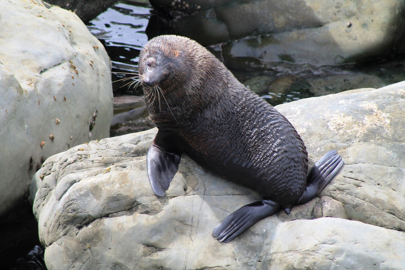 4. Seals at Ohau