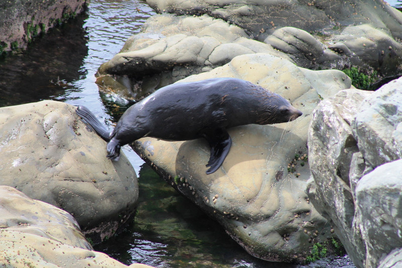 5. Seals at Ohau