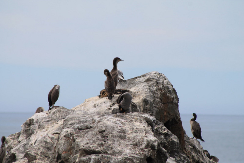6. Unidentified Birds at Ohau