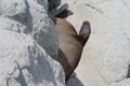 10. Seals on the rocks at Kaikoura