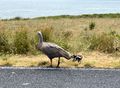 5. A Cape Barren Goose