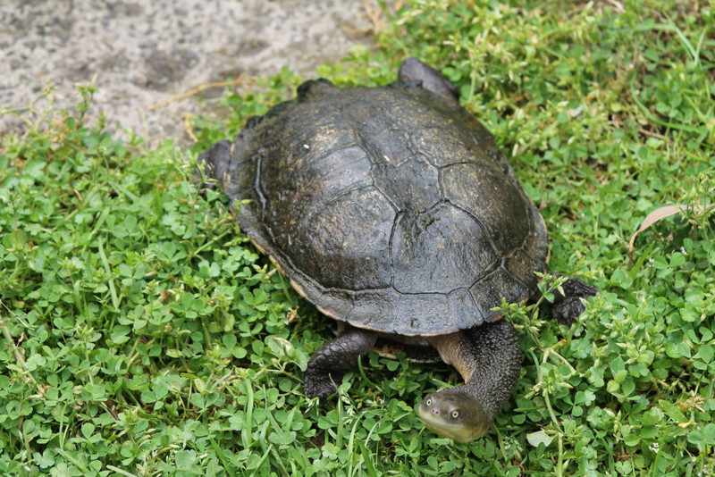 12. Tortoise