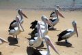 6. Pelicans on the beach