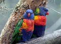 15. Rainbow Lorikeet