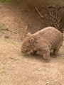 16. Wombat
